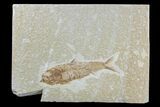 Detailed Fossil Fish (Knightia) - Wyoming #165808-1